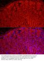 Aldehyde Dehydrogenase 3 Family Member A1 (ALDH3A1) Antibody