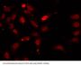 Heterogeneous Nuclear Ribonucleoprotein F (HNRNPF) Antibody