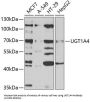 UDP Glucuronosyltransferase Family 1 Member A4 (UGT1A4) Antibody