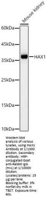 HCLS1-Associated Protein X-1 (HAX1) Antibody