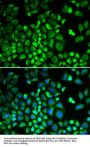 HCLS1-Associated Protein X-1 (HAX1) Antibody