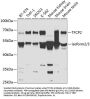 Transcription Factor CP2 (TFCP2) Antibody