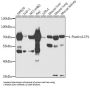 Lymphocyte Cytosolic Protein 1 (LCP1) Antibody