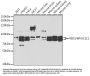 Wolf-Hirschhorn Syndrome Candidate 1-Like Protein (WHSC1L1) Antibody