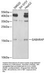 GABA-A Receptor Associated Protein (GABARAP) Antibody