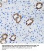 GABA-A Receptor Associated Protein (GABARAP) Antibody