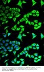 GABA-A Receptor Associated Protein (GABARAP) Antibody