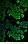 Microtubule-Associated Proteins 1A/1B Light Chain 3A (MAP1LC3A) Antibody