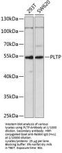 Phospholipid Transfer Protein (PLTP) Antibody