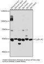 Cyclin A1 (CCNA1) Antibody