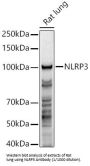 NACHT, LRR And PYD Domains-Containing Protein 3 (NLRP3) Antibody