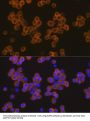 NACHT, LRR And PYD Domains-Containing Protein 3 (NLRP3) Antibody