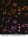 NACHT, LRR And PYD Domains-Containing Protein 3 (NLRP3) Antibody