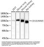 Neprilysin / NEP (MME) Antibody