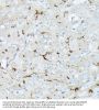Neprilysin / NEP (MME) Antibody