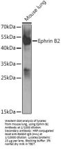 Ephrin B2 (EFNB2) Antibody