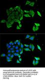 Ephrin B2 (EFNB2) Antibody