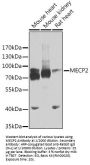 Methyl-CpG Binding Protein 2 (MECP2) Antibody