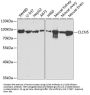 Chloride Channel Protein 5 (CLCN5) Antibody