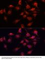 Vascular Endothelial Growth Factor A (VEGFA) Antibody