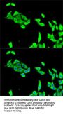 Cyclin-Dependent-Like Kinase 5 (CDK5) Antibody