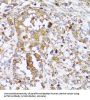 Actin-Related Protein 2 (ACTR2) Antibody