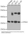 Serine Protease HTRA2, Mitochondrial (HTRA2) Antibody