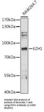 Enhancer Of Zeste Homolog 1 (EZH1) Antibody