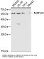 Mitochondrial Ribosomal Protein S30 (MRPS30) Antibody