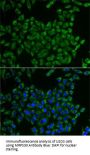 Mitochondrial Ribosomal Protein S30 (MRPS30) Antibody