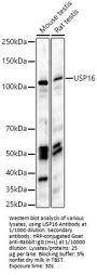 Ubiquitin Carboxyl-Terminal Hydrolase 16 (USP16) Antibody