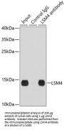 LSM4 Homolog, U6 Small Nuclear RNA And mRNA Degradation Associated (LSM4) Antibody
