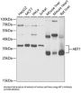 Activator of Basal Transcription 1 (ABT1) Antibody