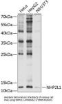 Small Nuclear Ribonucleoprotein 13 (NHP2L1) Antibody