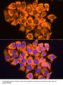 Ribosomal Protein L17 (RPL17) Antibody