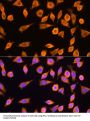 Ribosomal Protein L17 (RPL17) Antibody