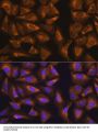 Ribosomal Protein L17 (RPL17) Antibody