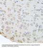 Poly(A) Binding Protein Cytoplasmic 4 (PABPC4) Antibody