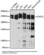 CCR4-NOT Transcription Complex Subunit 1 (CNOT1) Antibody
