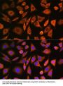 CCR4-NOT Transcription Complex Subunit 1 (CNOT1) Antibody