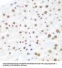 Protein Argonaute-2 (AGO2) Antibody