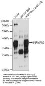 Heterogeneous Nuclear Ribonucleoprotein A0 (HNRNPA0) Antibody