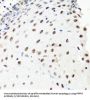 Pre-mRNA Processing Factor 8 (PRPF8) Antibody