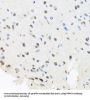 Pre-mRNA Processing Factor 8 (PRPF8) Antibody