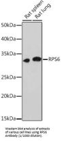 Ribosomal Protein S6 (RPS6) Antibody