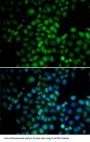 C11orf30 Antibody