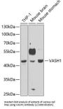Vasohibin-1 (VASH1) Antibody