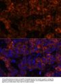 Serpin Family E Member 1 (SERPINE1) Antibody