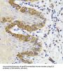 S-Formylglutathione Hydrolase (ESD) Antibody