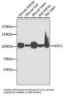 Amine Oxidase Copper Containing 1 (AOC1) Antibody